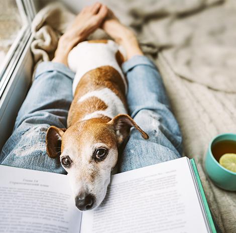 hond ligt met zijn kop op een boek 