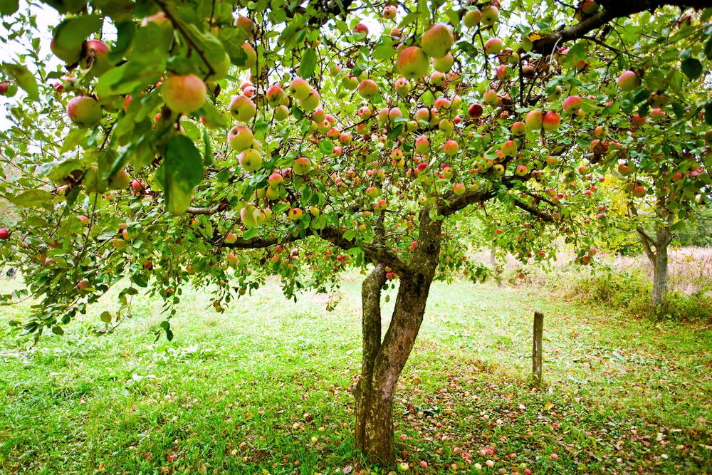 meer seizoensgroenten en fruit eten fruitboom